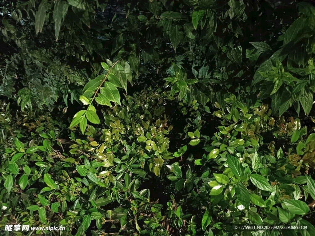 繁茂绿植夜景