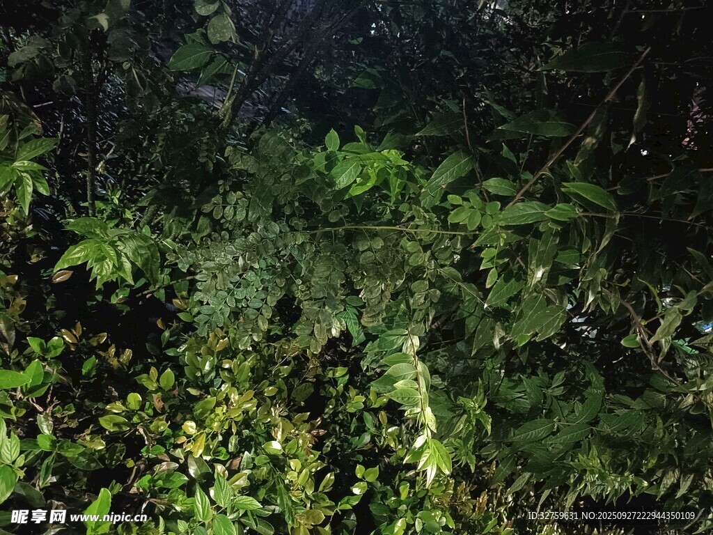 茂密丛林绿意盎然