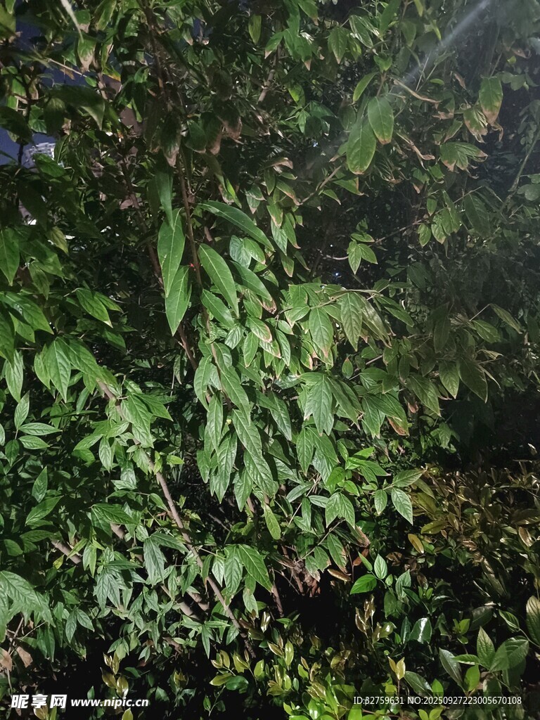 繁茂绿植 