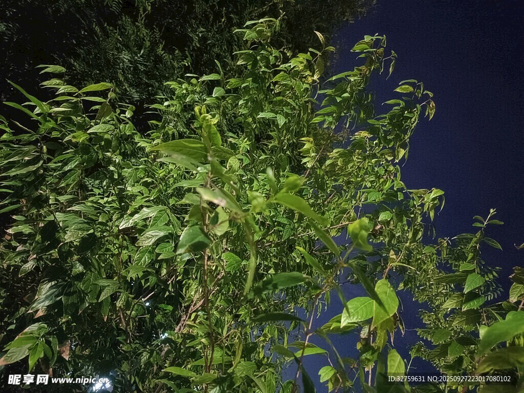 夜晚中的繁茂绿植