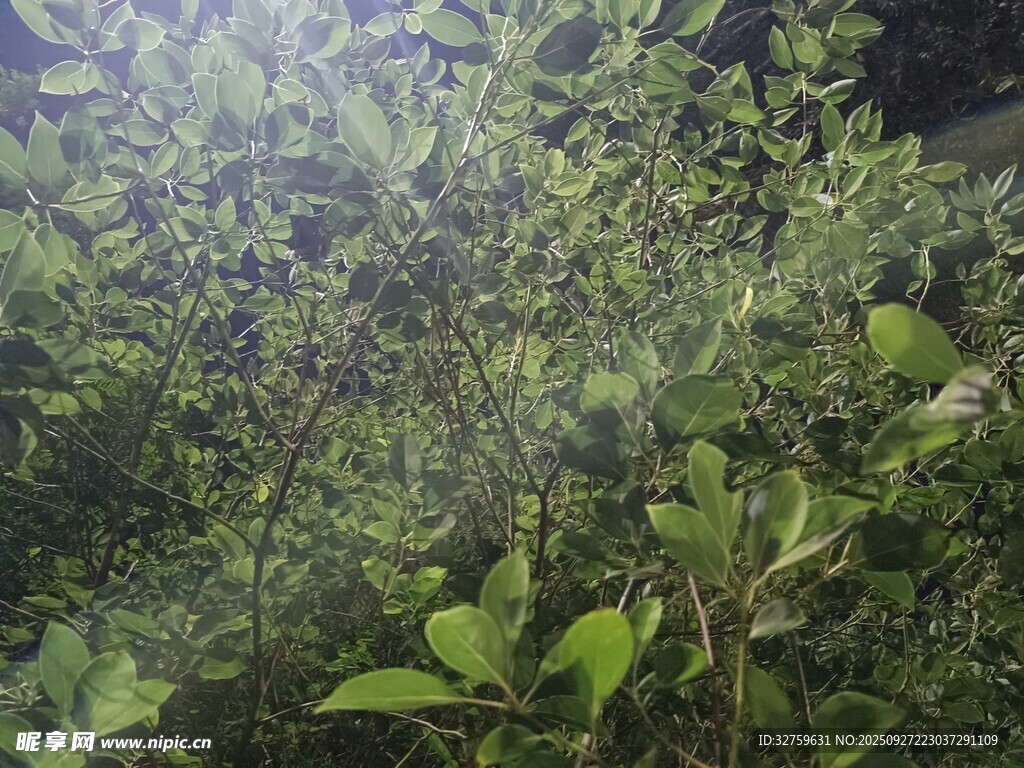 繁茂绿植景观