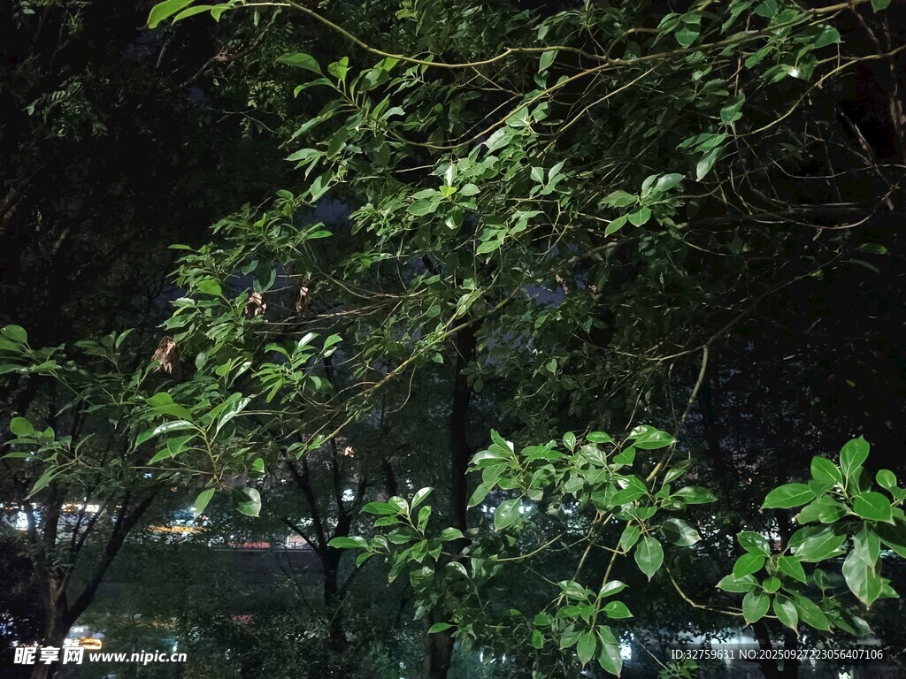 繁茂绿植下的静谧景象