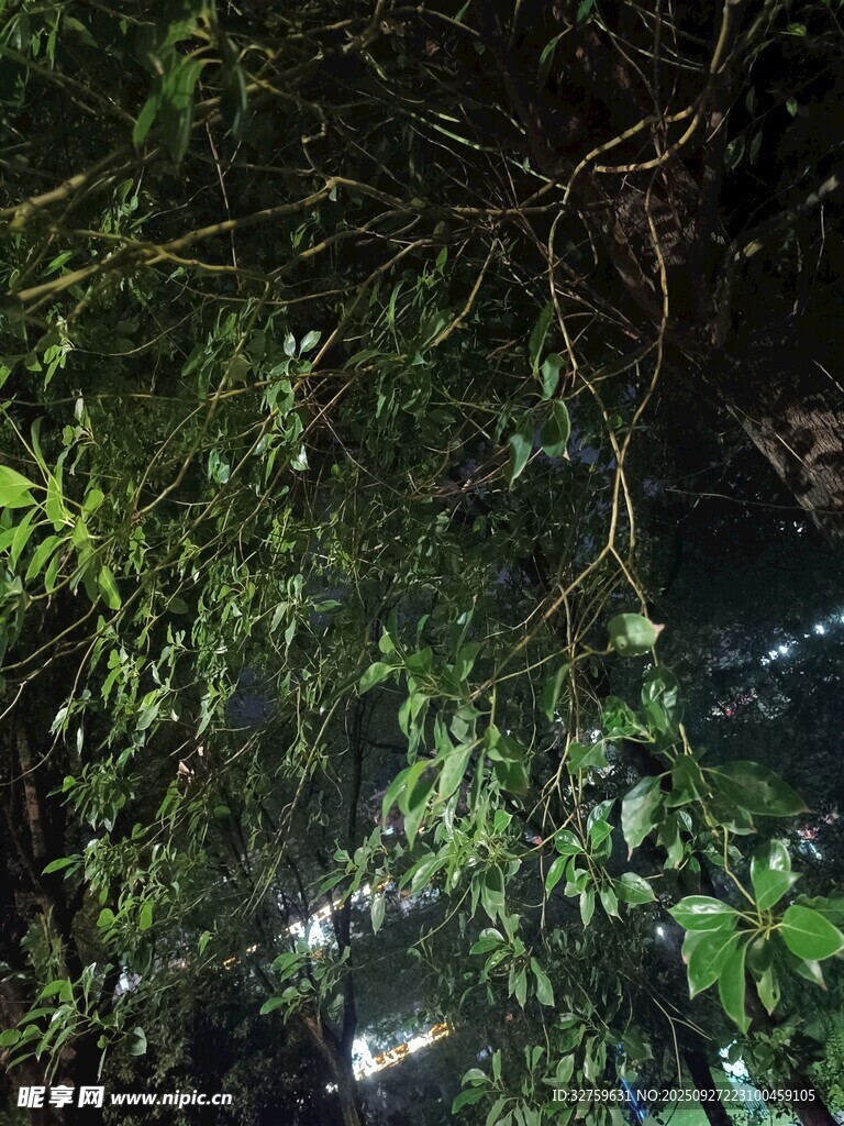 繁茂枝叶下的隐秘景象
