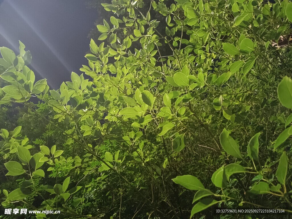 茂密绿植 