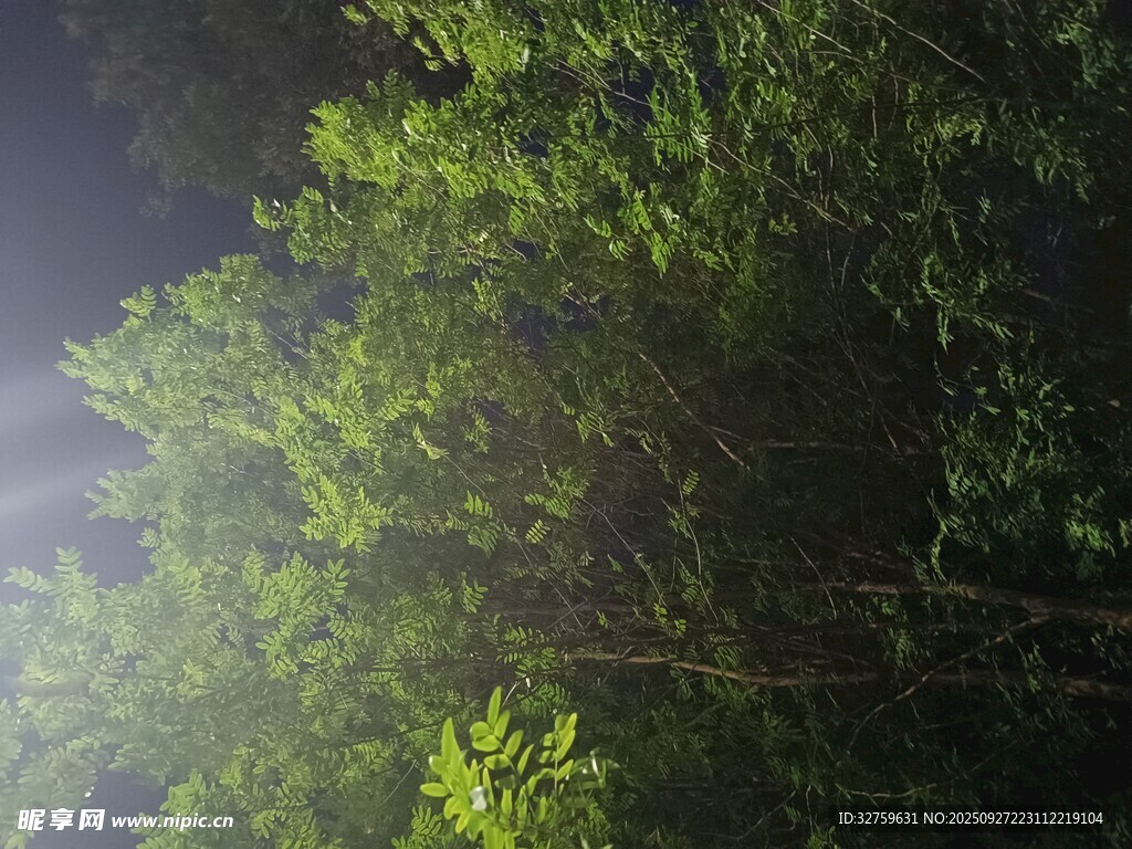 林间晨光中的葱郁树木