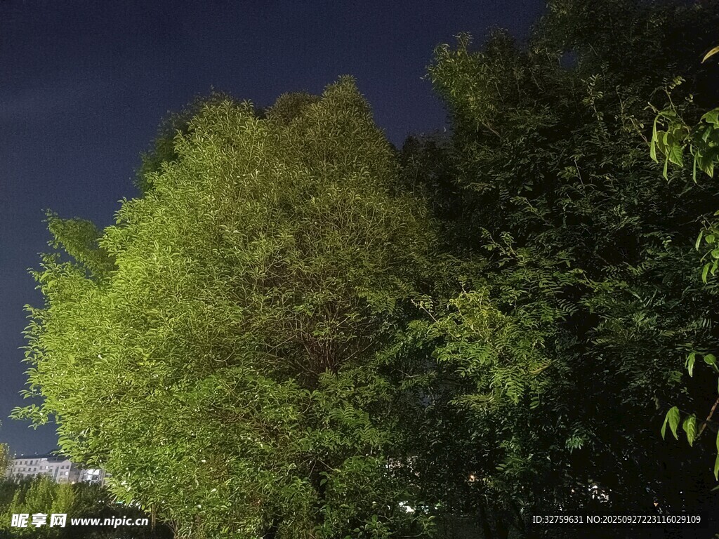 夜晚绿意盎然的树木景观