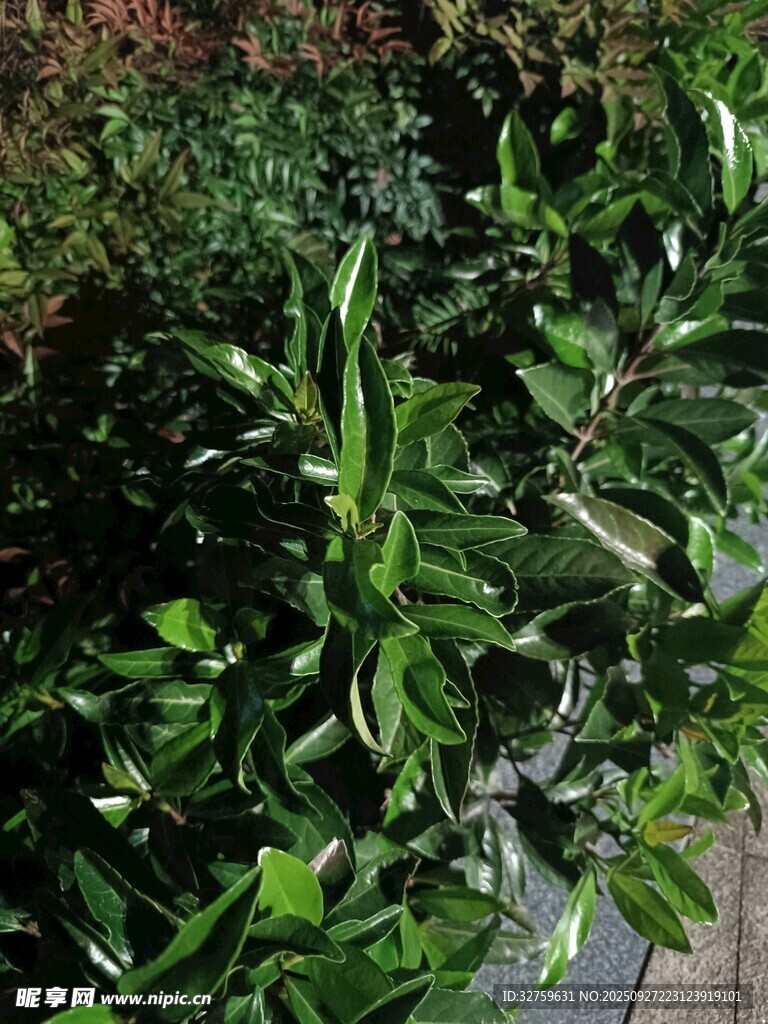 绿叶植物特写
