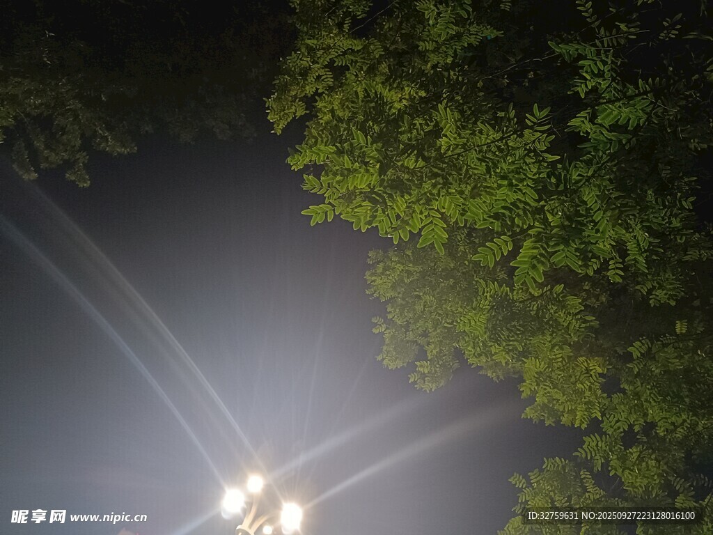 林间灯光穿透茂密树叶