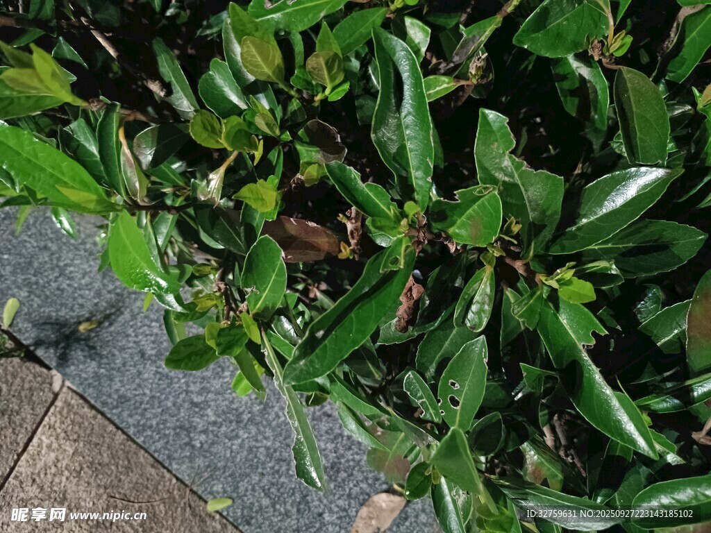 翠绿叶片上的晶莹水珠