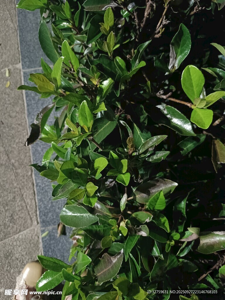 墙边翠绿繁茂的绿植