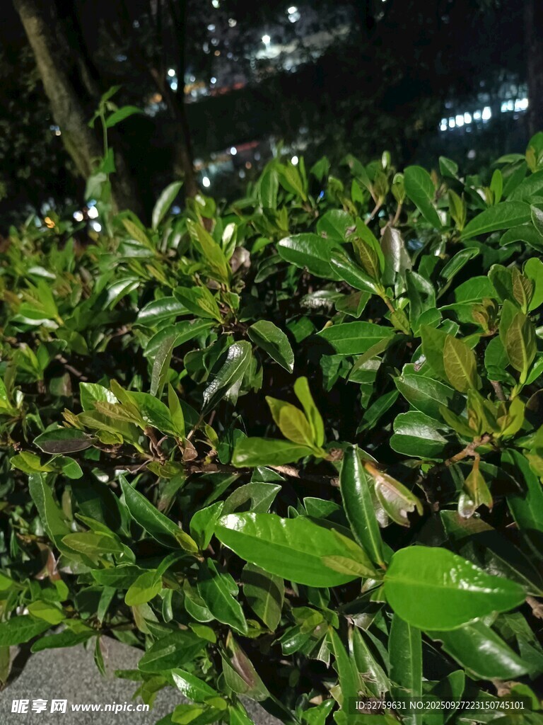 夜间绿植景观