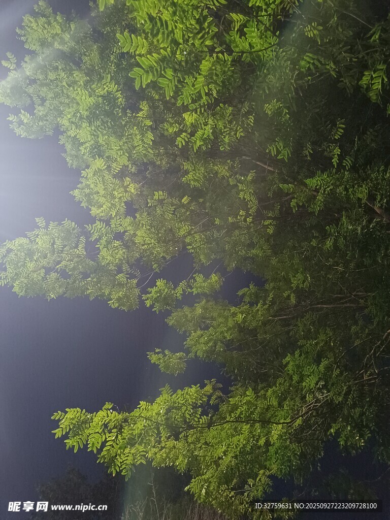 林间光影下的翠绿枝叶