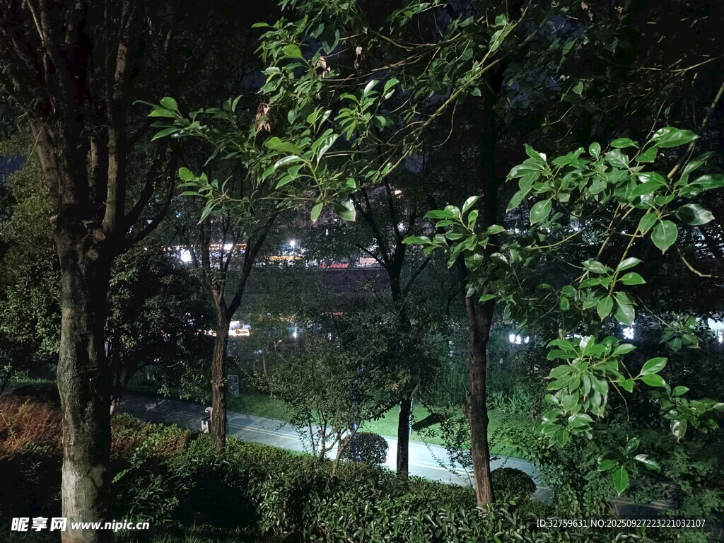 夜晚林间朦胧景致