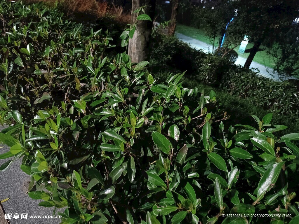 夜晚绿植景观