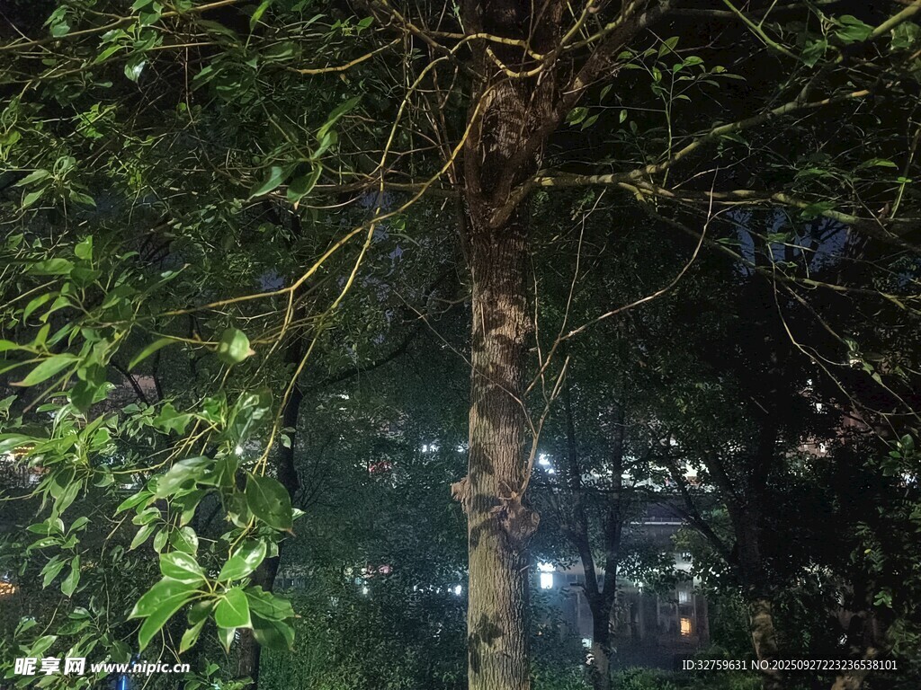 森林中的树木与繁茂枝叶