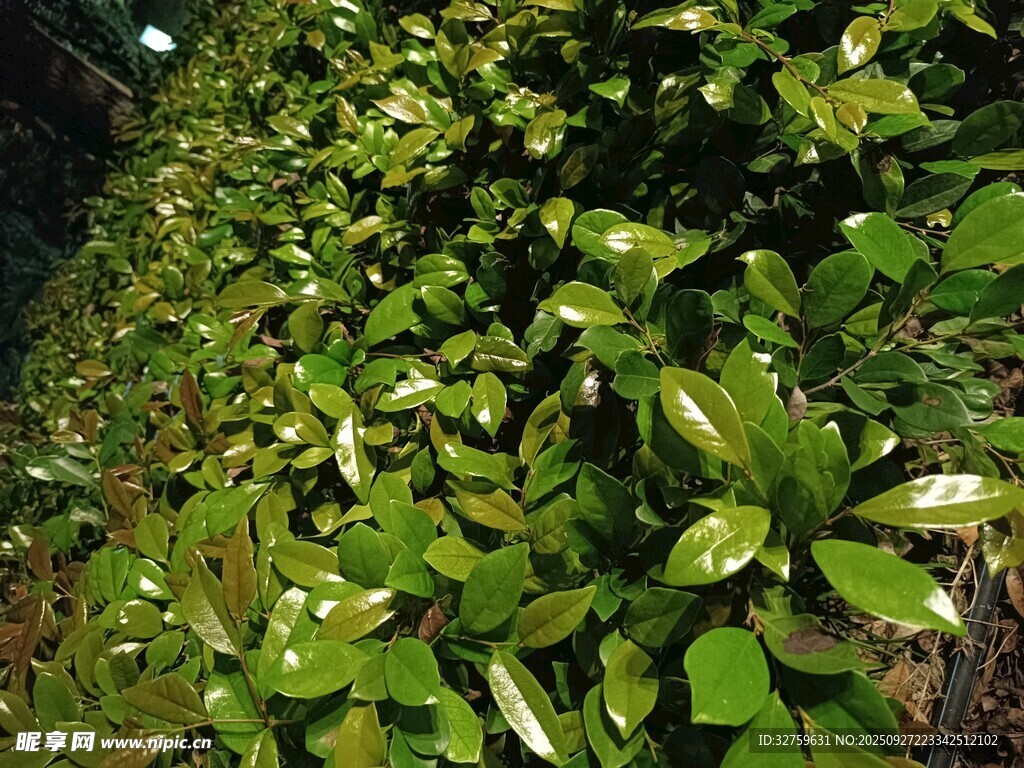 夜间翠绿繁茂的植物景观