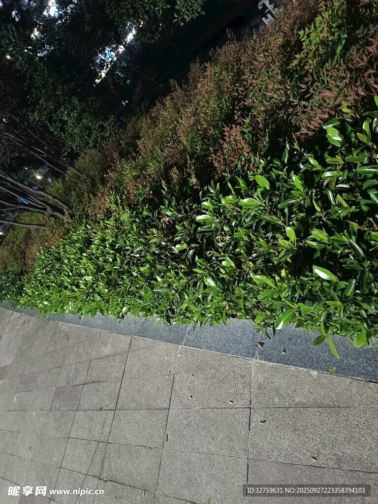 路边绿植景观