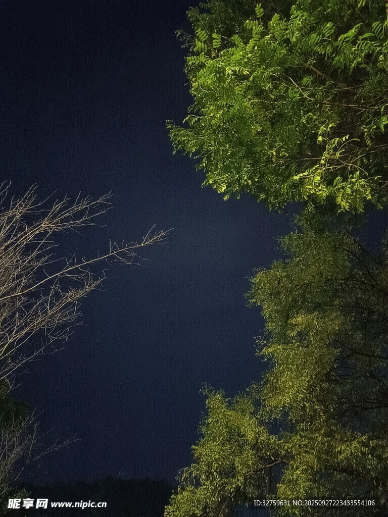 夜幕下的树林树梢景色