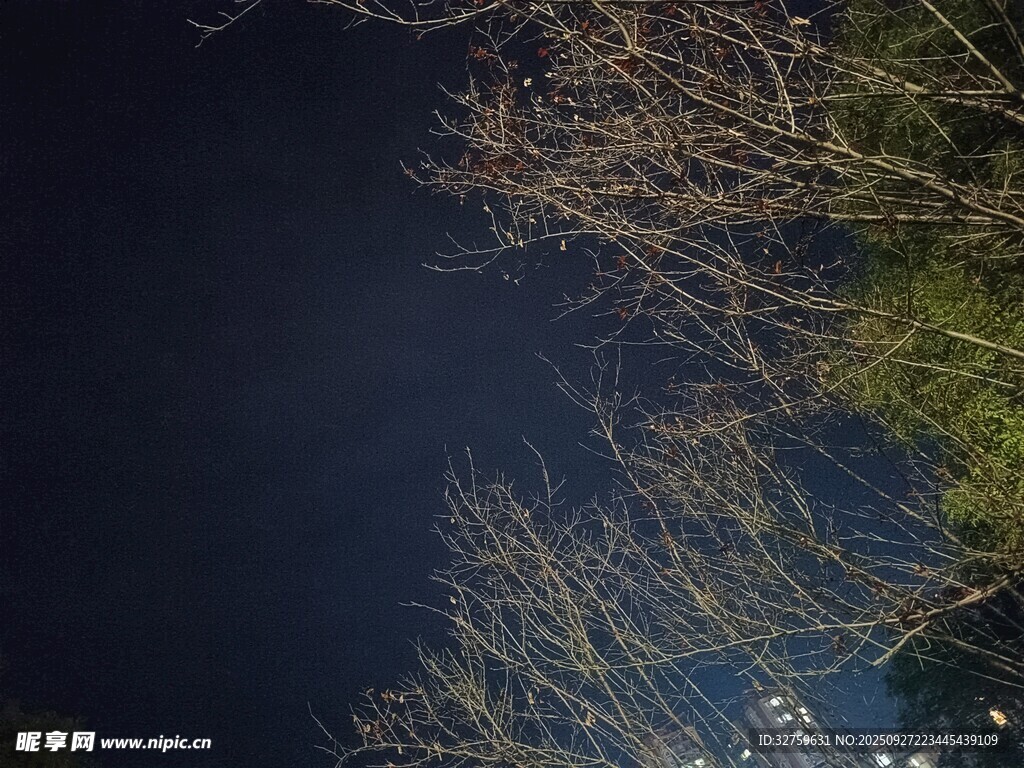 夜空下的光秃树枝