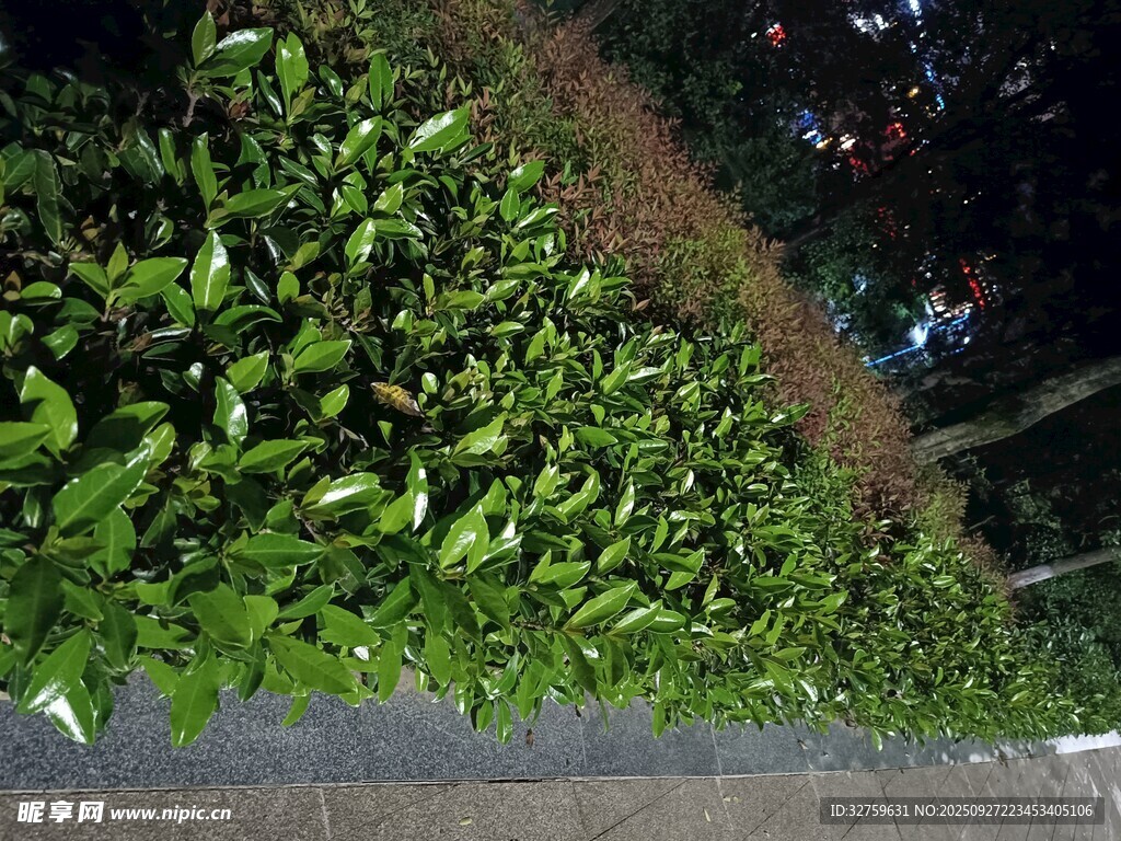 墙边翠绿的茂盛绿植