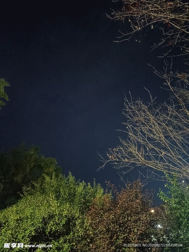 夜空下的葱郁树林