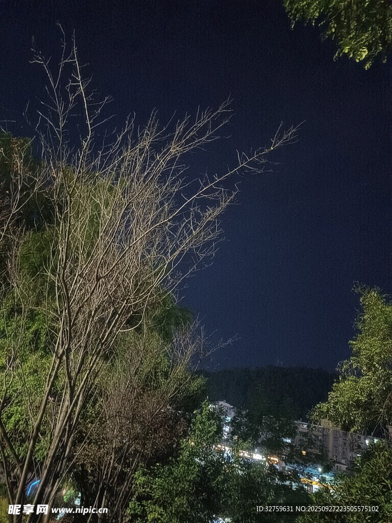 夜晚林间景色