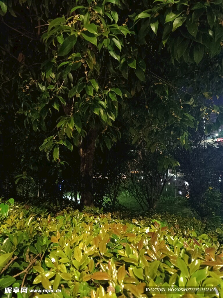 雨夜中的绿植与落叶