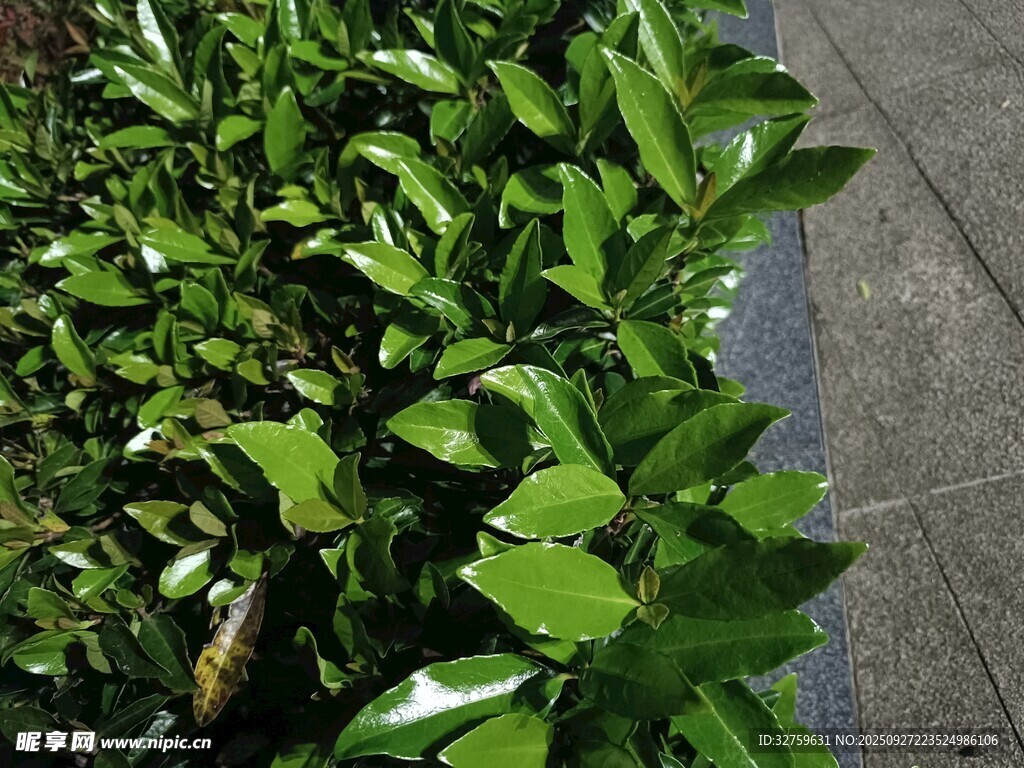 翠绿繁茂的路边绿植