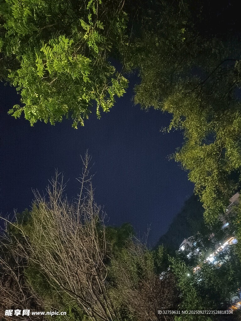 仰望夜空下的繁茂绿植