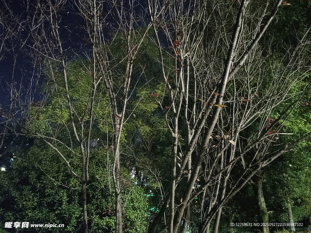 夜晚树林景象