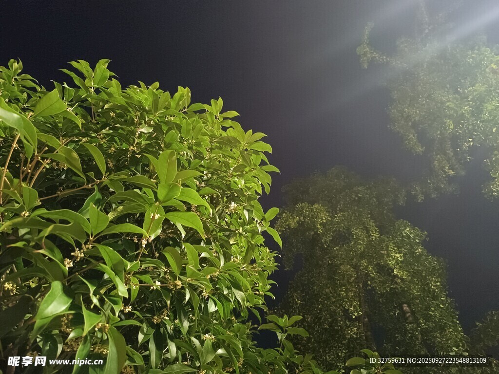 夜晚中的葱郁绿植