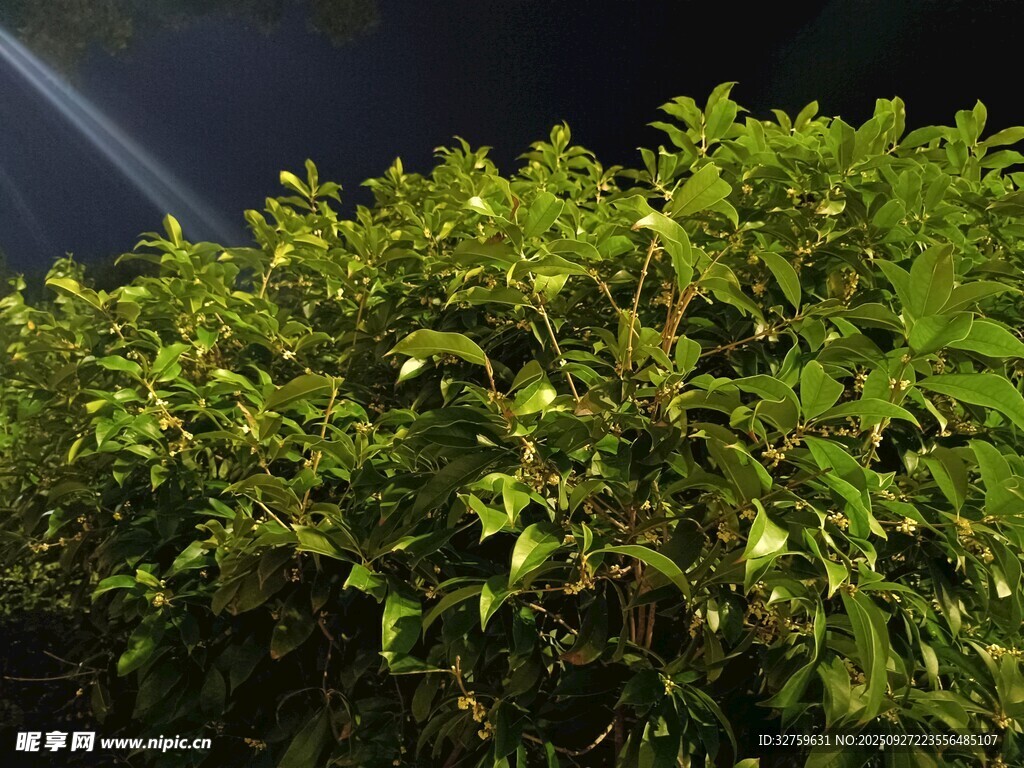 夜间翠绿灌木丛