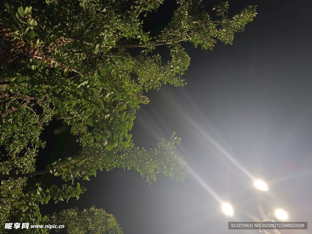 夜晚林间灯光穿透枝叶