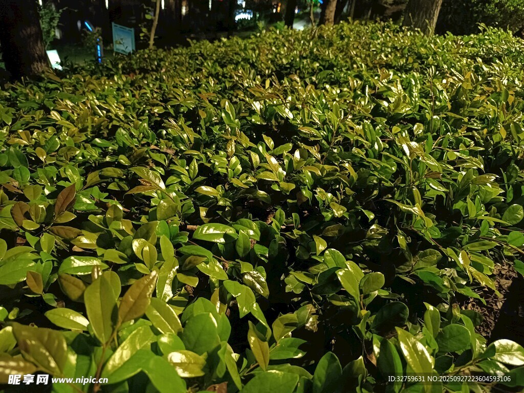 繁茂绿植景观