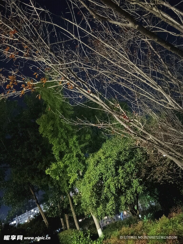 夜色中的葱郁树林