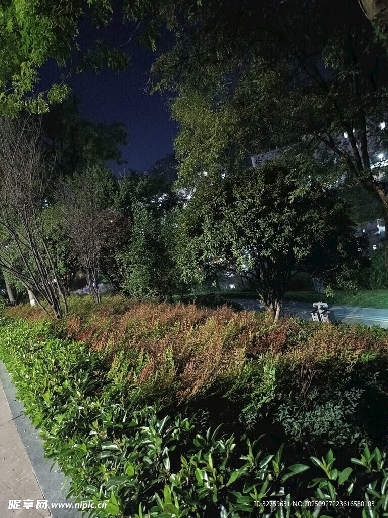 夜晚城市中的绿植景观