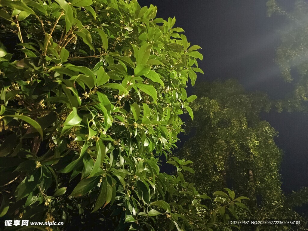 夜间繁茂绿植