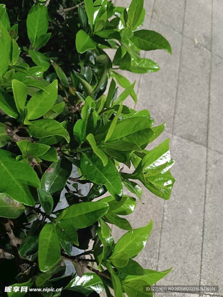 绿叶植物近景特写