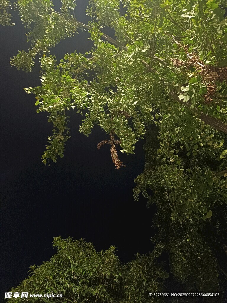 夜晚林间树梢景象