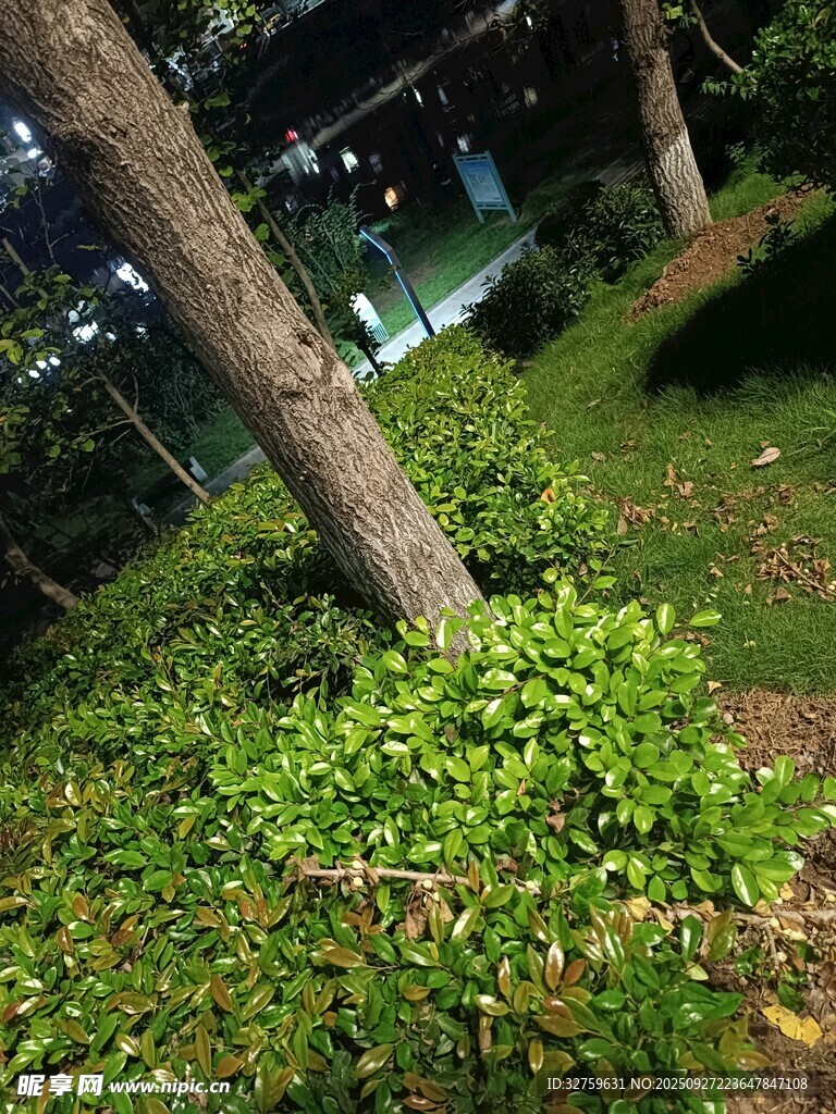 夜晚树下的葱郁绿植