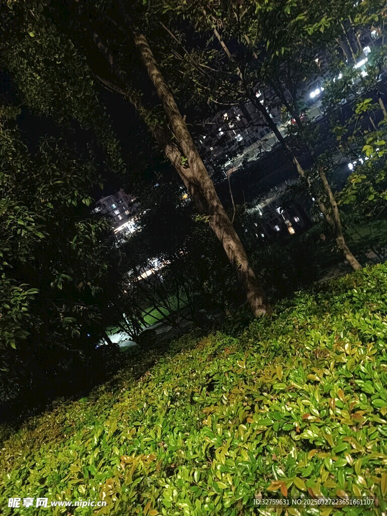 夜晚森林中的草地与树木