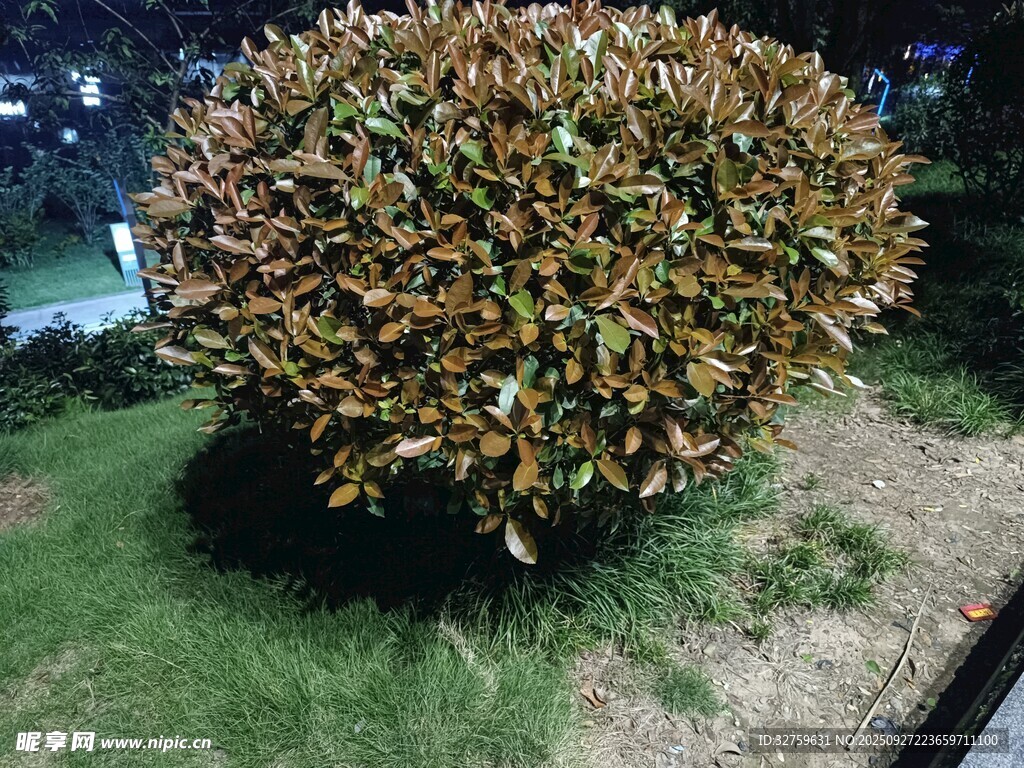 球形灌木绿植景观