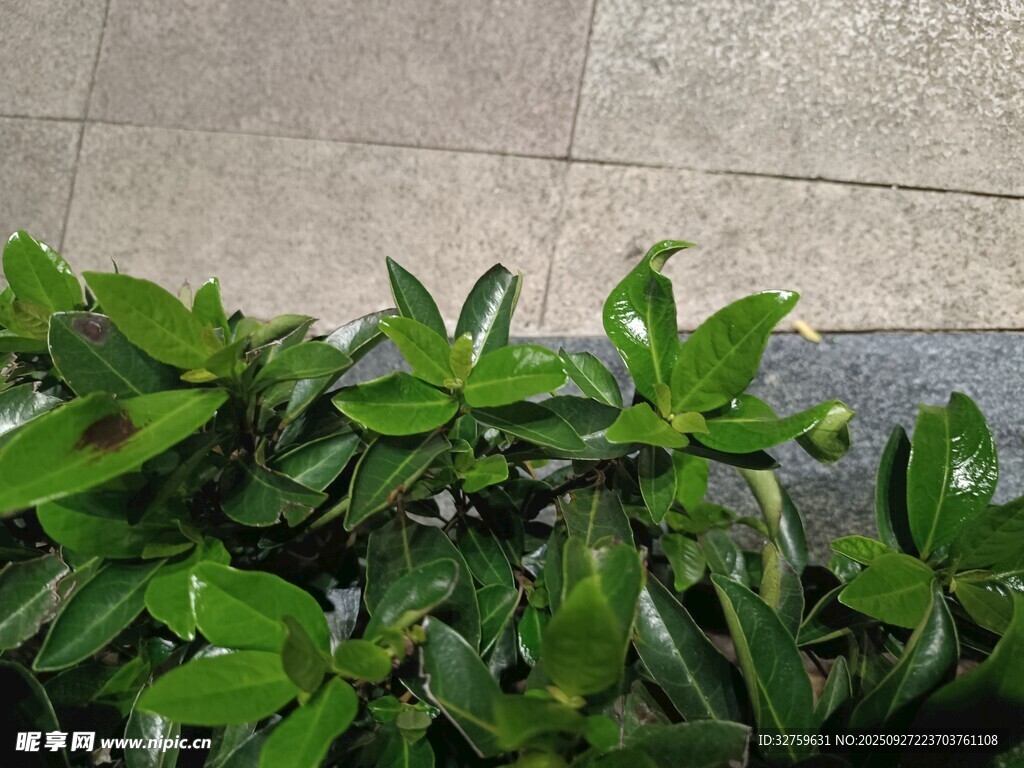 墙边翠绿植物生机盎然