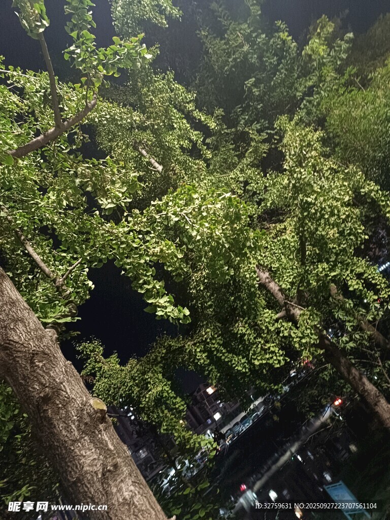 繁茂树林中的葱郁树冠