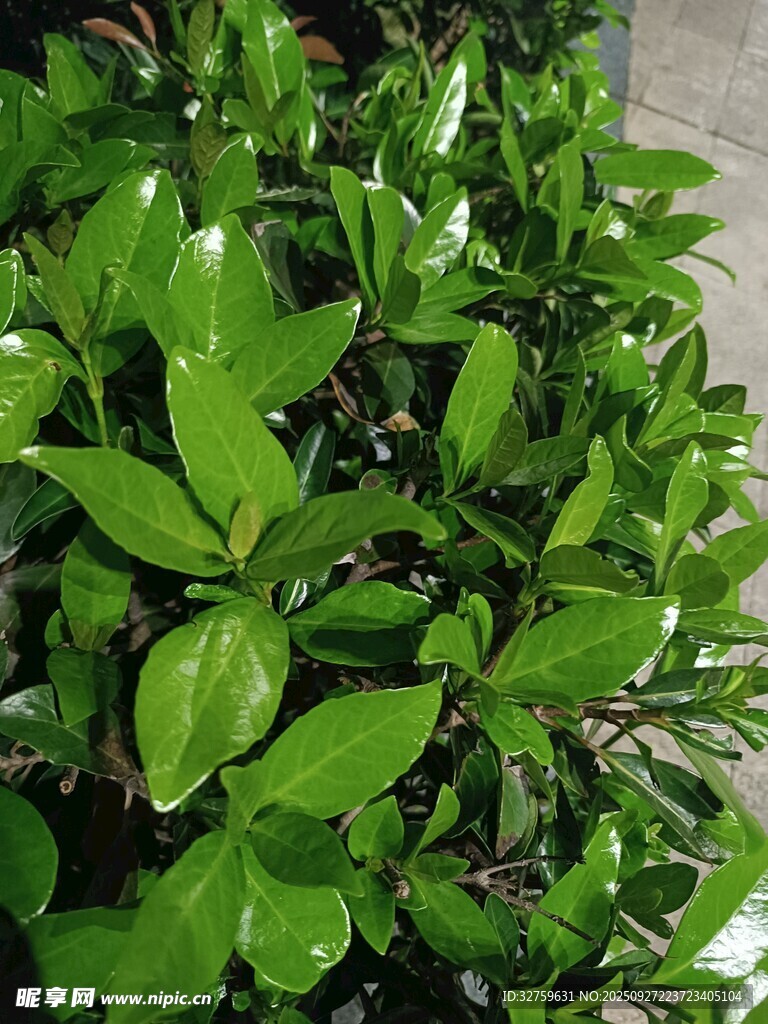 翠绿叶片的清新绿植