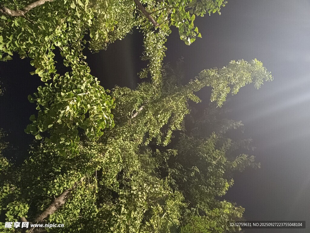 夜中枝叶间的微光