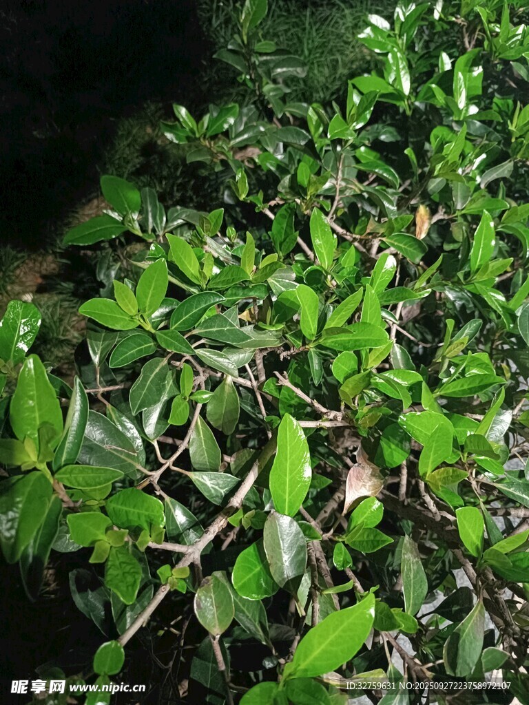 茂密绿叶植物景观