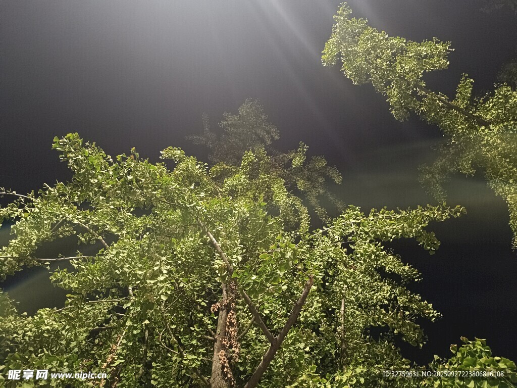林间晨光下的葱郁树木