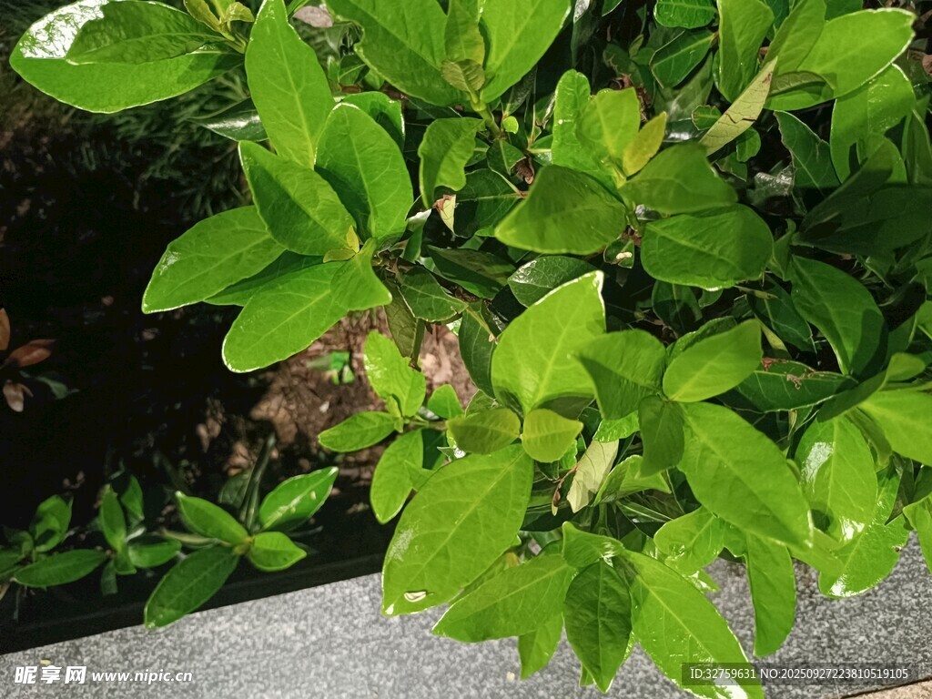 绿叶植物特写