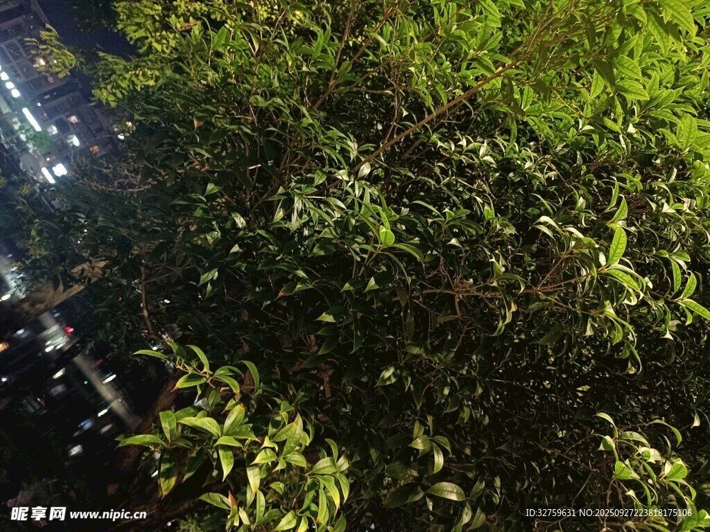 茂密绿植景观
